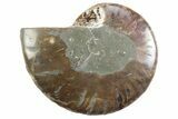 Cut & Polished Ammonite Fossil (Half) - Madagascar #364910-1